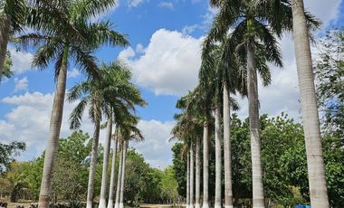 QUINTA EN VENTA CON 5.6 HECTAREAS Y CENOTE EN TEKAT YUCATAN