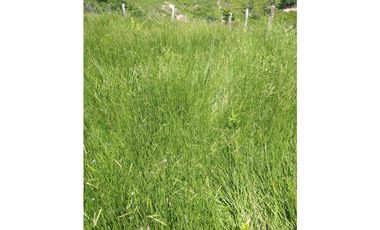 VENTA DE FINCA SABANA DE TORRES VIA PANAMERICANA COD:1074