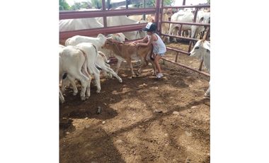 VENTA DE FINCA SABANA DE TORRES VIA PANAMERICANA COD:1074