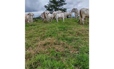 VENTA DE FINCA SABANA DE TORRES VIA PANAMERICANA COD:1074