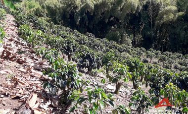 Finca en Altagracia, Pereira