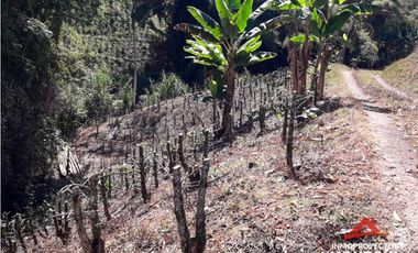 Finca en Altagracia, Pereira