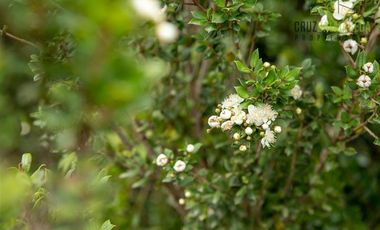 Parcela en Venta en fundo las cumbres