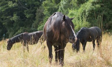 Parcela en Venta en Orilla del Río Maullín