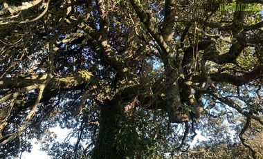 Parcela en Venta en Loteo Los Copihues de Puerto Varas