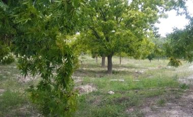 Finca-Rancho en Venta en Agua de los Padres, Parras, Coahuila de Zaragoza