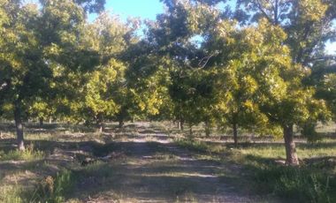 Finca-Rancho en Venta en Agua de los Padres, Parras, Coahuila de Zaragoza