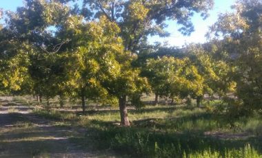 Finca-Rancho en Venta en Agua de los Padres, Parras, Coahuila de Zaragoza
