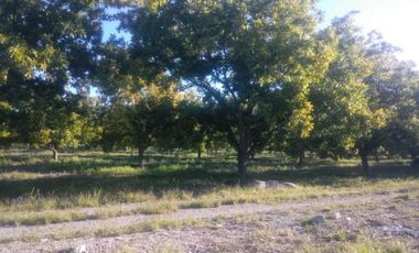 Finca-Rancho en Venta en Agua de los Padres, Parras, Coahuila de Zaragoza