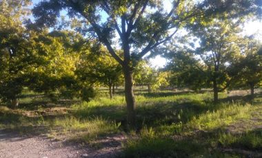 Finca-Rancho en Venta en Agua de los Padres, Parras, Coahuila de Zaragoza