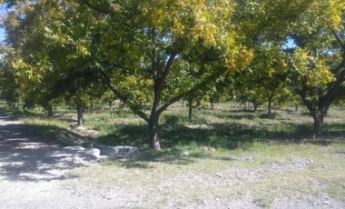 Finca-Rancho en Venta en Agua de los Padres, Parras, Coahuila de Zaragoza