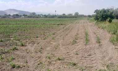 Terreno en Venta en Carlos Real (San Carlos), Lerdo, Durango