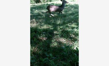 Finca-Rancho en Venta en LA YERBABUENA, Allende, Nuevo León