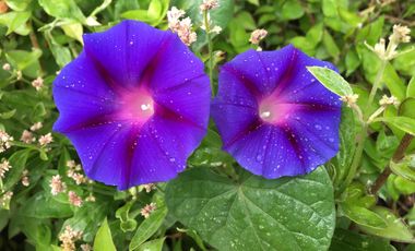 Venta de lotes Guayllabamba, 400m2, Vive a 30' de Quito