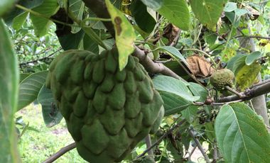 Venta de lotes Guayllabamba, 400m2, Vive a 30' de Quito