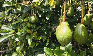 Venta de lotes Guayllabamba, 400m2, Vive a 30' de Quito