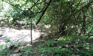 Higuera Blanca  Bahía de Banderas Nayarit