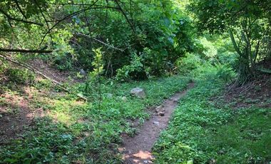 Higuera Blanca  Bahía de Banderas Nayarit