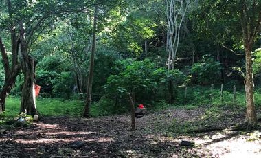 Higuera Blanca  Bahía de Banderas Nayarit