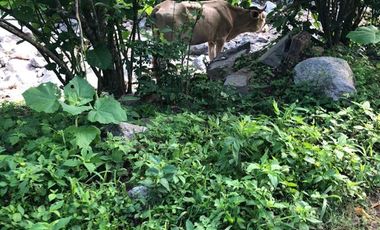 Higuera Blanca  Bahía de Banderas Nayarit
