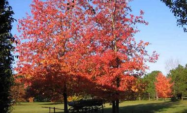 Club de Campo. Parquizado y forestado
