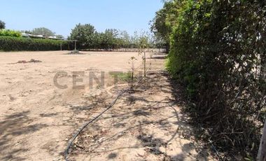 Terreno campestre enQuilmana  Cañete  ¡Tu refugio natural con servicios listos!
