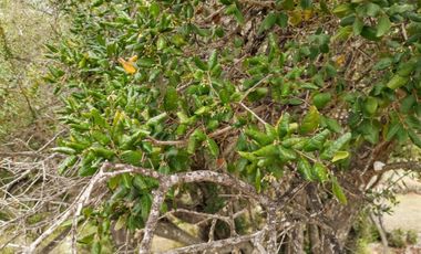 Parcela en venta en SANTA CRUZ