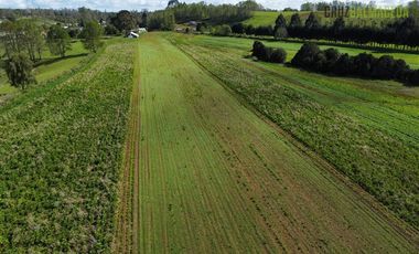 Agrícola en Venta en Cercano a Cañitas