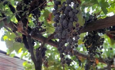 Casa en Venta en Carlos Brull