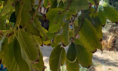 Casa en Venta en Carlos Brull