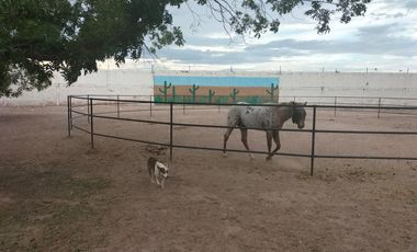 RANCHO CON NOGALES EN VENTA EN COYOTE, MATAMOROS, COAH.