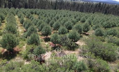 Gran campo productivo