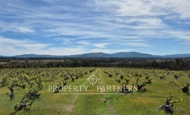 Gran campo productivo