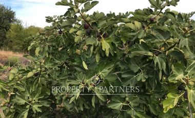 Gran campo productivo