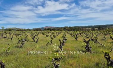 Gran campo productivo