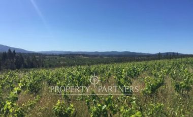 Gran campo productivo