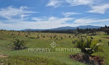 Gran campo productivo