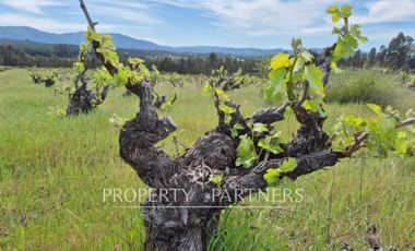 Gran campo productivo