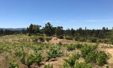 Gran campo productivo