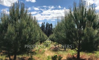 Gran campo productivo