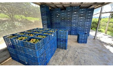 VENTA DE FINCA EN BUENAVISTA, QUINDO, COLOMBIA