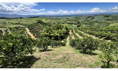 VENTA DE FINCA EN BUENAVISTA, QUINDO, COLOMBIA
