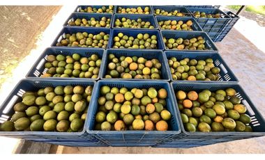 VENTA DE FINCA EN BUENAVISTA, QUINDO, COLOMBIA