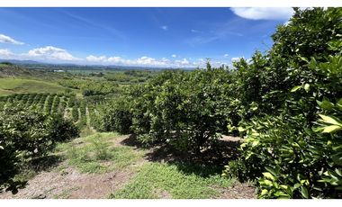 VENTA DE FINCA EN BUENAVISTA, QUINDO, COLOMBIA