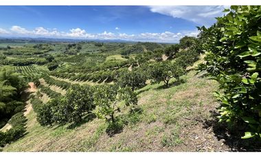 VENTA DE FINCA EN BUENAVISTA, QUINDO, COLOMBIA