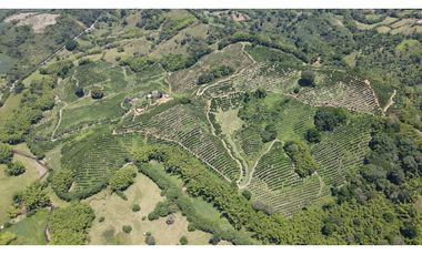 VENTA DE FINCA EN BUENAVISTA, QUINDO, COLOMBIA