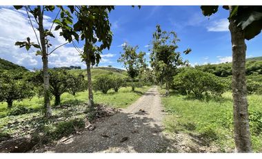 VENTA DE FINCA EN BUENAVISTA, QUINDO, COLOMBIA