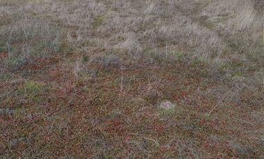 Parcela en Venta en PARCELACION LOS MAITENES