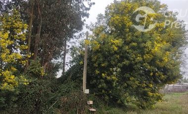 Agrícola en Venta en Sector El Milagro San Rafael