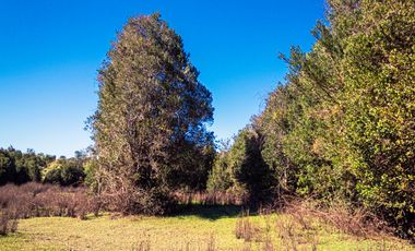 TERRENO AGRÍCOLA SECTOR LOS CAÑONES  FRESIA